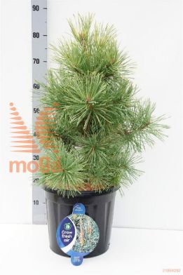 http://twentheplant.nl/tsd/54062_PISAUREA_9C13050060_1.jpg