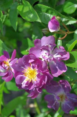 Slika vrtnica "Veilchenblau"