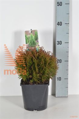 http://twentheplant.nl/tsd/51613_THOMIKY_8P17015020_2.jpg