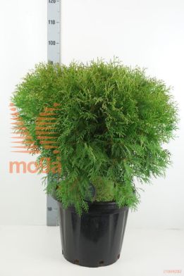 http://twentheplant.nl/tsd/54062_THOWOODW_9C25060070_1.jpg