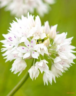 Slika Allium amplectens "Gracefull Beauty"