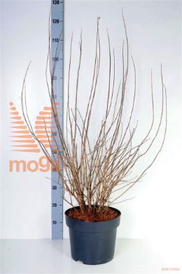 http://twentheplant.nl/tsd/70850_PHMSNOWF_9C10080100_2.jpg