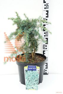 http://twentheplant.nl/tsd/90350_CEDFBLUE_8P23025030_1.jpg