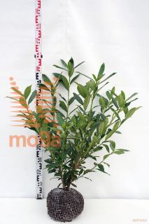 http://twentheplant.nl/tsd/58250_PRLCAUCA_K060080_1.jpg