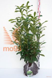 http://twentheplant.nl/tsd/58250_PRLGENOL_k080100_1.jpg