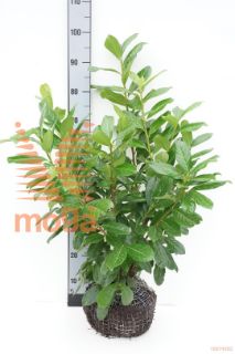 http://twentheplant.nl/tsd/58250_PRLNOVIT_k060080_1.jpg