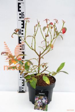 http://twentheplant.nl/tsd/58250_VACEARLI_8P19040050_1.jpg