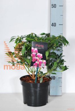 http://twentheplant.nl/tsd/88050_PIJPASSI_8P17020025_2.jpg