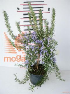 http://twentheplant.nl/tsd/57401_ROOPROST_s030p14_1.jpg