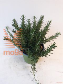 http://twentheplant.nl/tsd/57401_ROOPROST_8P14ITKRUID_1.jpg