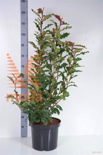 http://twentheplant.nl/tsd/80612_PHFLOUIS_8P19030040_1.jpg