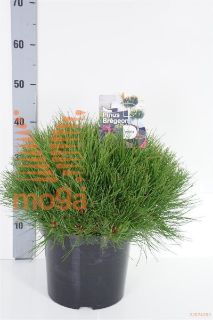 http://twentheplant.nl/tsd/54062_PIMBREGE_8P26030040_1.jpg