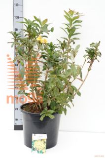 http://twentheplant.nl/tsd/55836_RHOHMOON_9c20060080_1.jpg