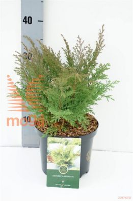 http://twentheplant.nl/tsd/88854_MIDFBALL_8p18020025_1.jpg