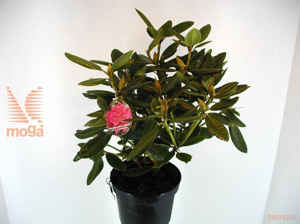 http://twentheplant.nl/tsd/64078_RHDHDRES_8P23030040_1.jpg