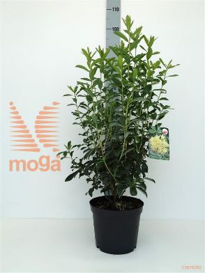 http://twentheplant.nl/tsd/64078_RHLDROP_8P23040050_1.jpg