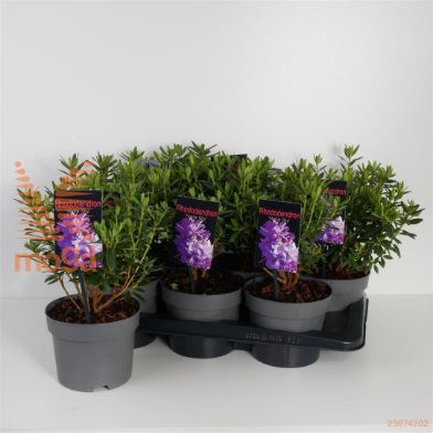 http://twentheplant.nl/tsd/88050_RHNSKY_8p17020025_1.jpg