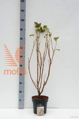 http://twentheplant.nl/tsd/58250_RISPSCAR_8P19040050_1.jpg