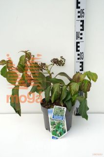 http://twentheplant.nl/tsd/90551_HEDCFFAV_8p17020025_1.jpg