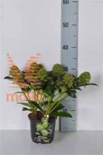 http://twentheplant.nl/tsd/88050_SKJWGLOB_8P13020_2.jpg