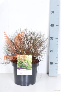 http://twentheplant.nl/tsd/70850_SPJSUNDR_8P21030040_2.jpg