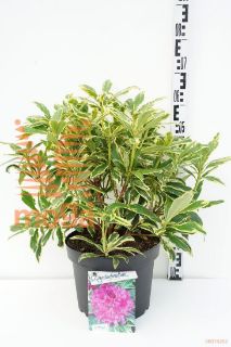 http://twentheplant.nl/tsd/55836_RHGGGIFT_9C10040050_1.jpg