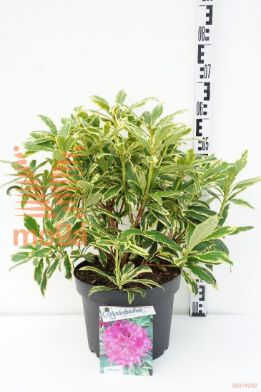 http://twentheplant.nl/tsd/55836_RHGGGIFT_9C10040050_1.jpg