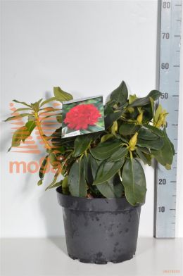 http://twentheplant.nl/tsd/55836_RHMPRIZE_9C10040050_1.jpg