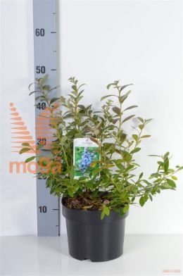 http://twentheplant.nl/tsd/58250_VACSBLUE_8P19030040_2.jpg