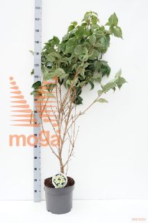 http://twentheplant.nl/tsd/82093_COKSCHME_9C10100125_1.jpg