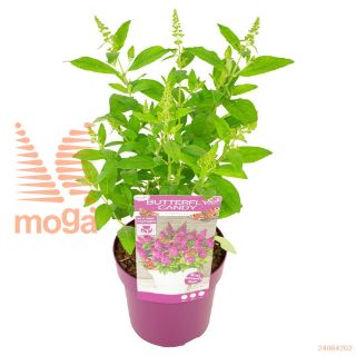 http://twentheplant.nl/tsd/82824_BUDBCLCE_8P19020025_2.jpg