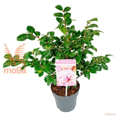 http://twentheplant.nl/tsd/82824_CAJWPINK_8P15030040_1.jpg