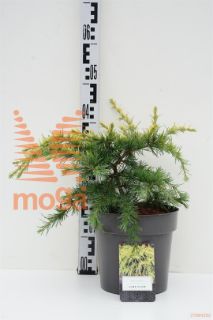 http://twentheplant.nl/tsd/500106_CEDLGLOW_8P23025030_1.jpg