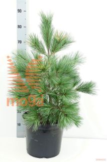 http://twentheplant.nl/tsd/94500_PIFPYGMA_9C12060070_1.jpg