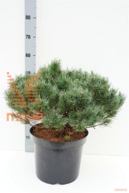 http://twentheplant.nl/tsd/94500_PISMARTH_9c12050060_1.jpg