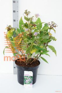 http://twentheplant.nl/tsd/68004_HYINVOLU_9c12060080_1.jpg