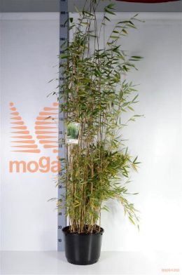 http://twentheplant.nl/tsd/60990_FAOBELIS_9C10080100_2.jpg