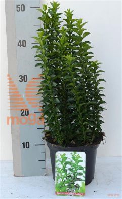 http://twentheplant.nl/tsd/85690_EUJGROCK_8P17020025_1.jpg