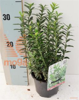 http://twentheplant.nl/tsd/85690_EUJMALBO_8P13015020_1.jpg