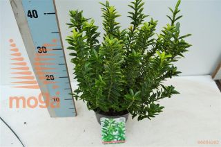 http://twentheplant.nl/tsd/85690_EUJMAURE_8P17020025_1.jpg