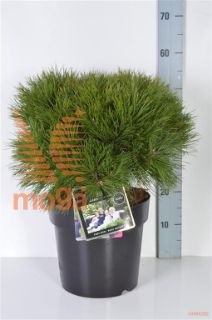 http://twentheplant.nl/tsd/73487_PIMBREGE_8P26025030_2.jpg