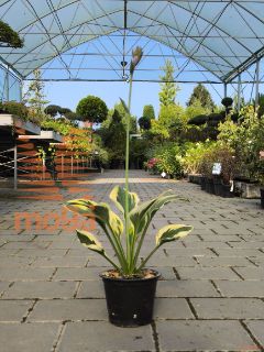 Hosta "Twilight" |P14