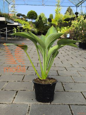 hosta "Blue Angel"