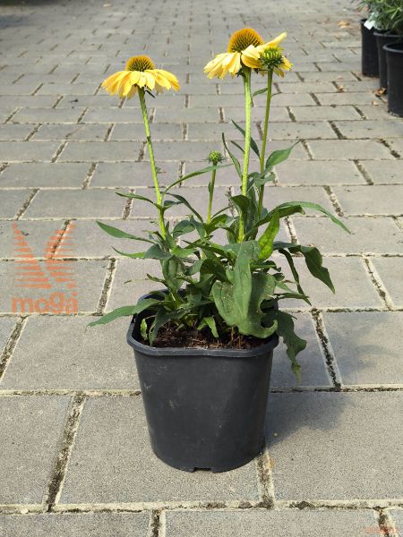 rododendron "Aureolin"