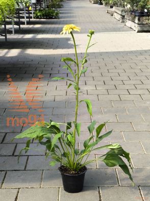 Lilium "Guinea Gold"