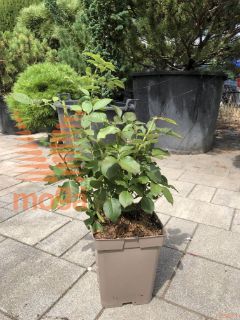 Rosa "Gartenprinzessin Marie-Jose" ® |C5