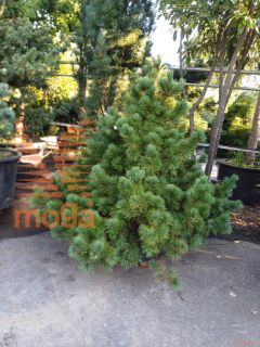 Pinus peuce |150-175|soliter|C