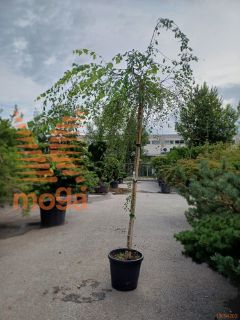 Betula pendula "Youngii" |10/12|High standard|C