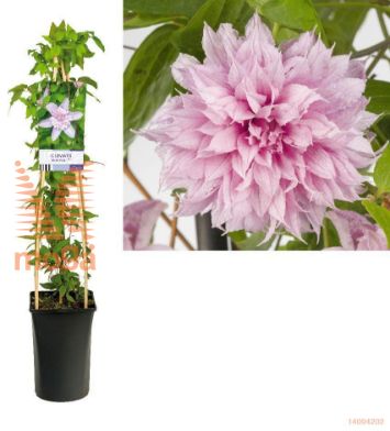 http://twentheplant.nl/tsd/90550_CLMUPINK_8PSP_1.jpg