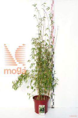 http://twentheplant.nl/tsd/60990_FARZEBRA_9C15080100_1.jpg